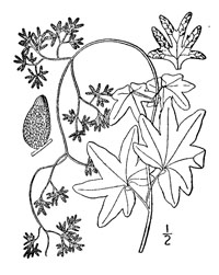 Drawing of lygodium palmatum plant parts